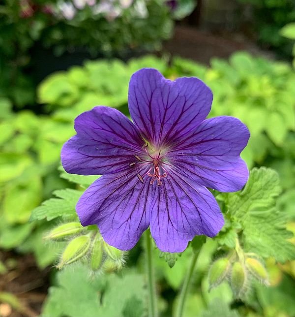 Purple flower.