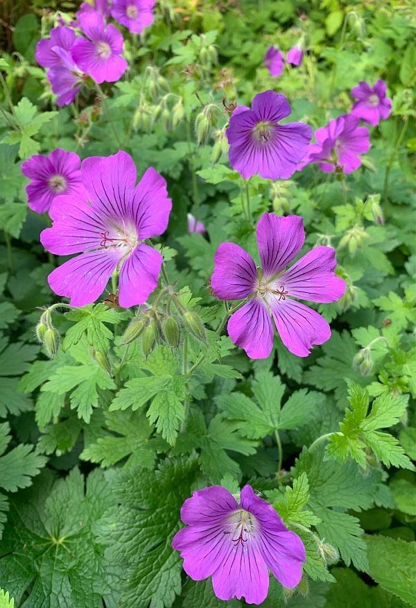 Purple flowers.