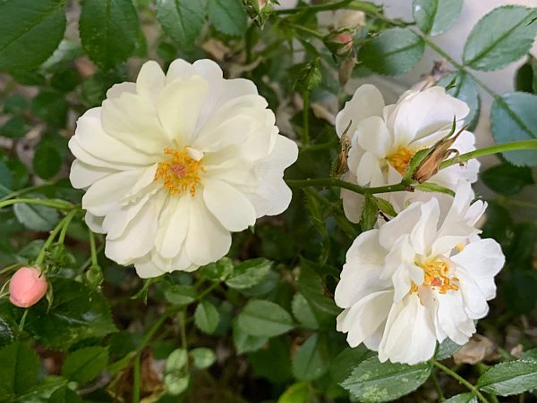 White flowers.