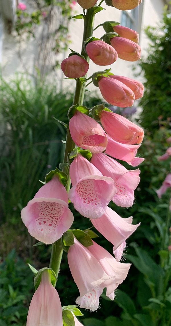 Pink Foxgloves.