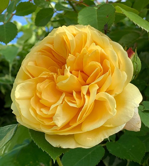 Yellow rose flower.