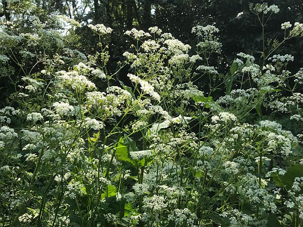 Cow Parsley.