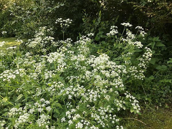 Cow Parsley.