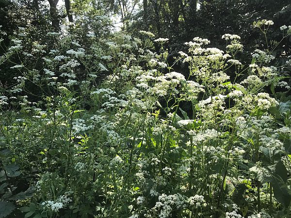 Cow Parsley.