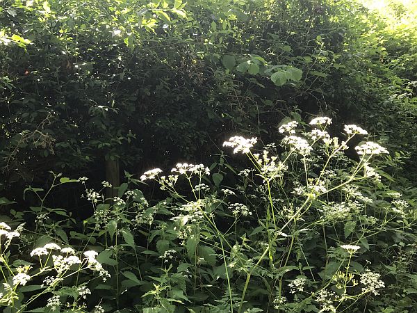 Cow Parsley.