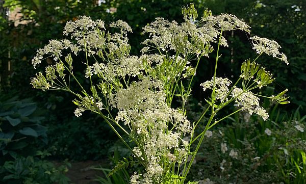 Cow Parsley.