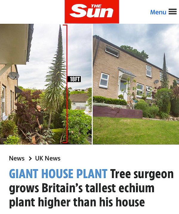 Print from "The Sun" about a tree surgeon who grew Birtain's Tallest Echium.