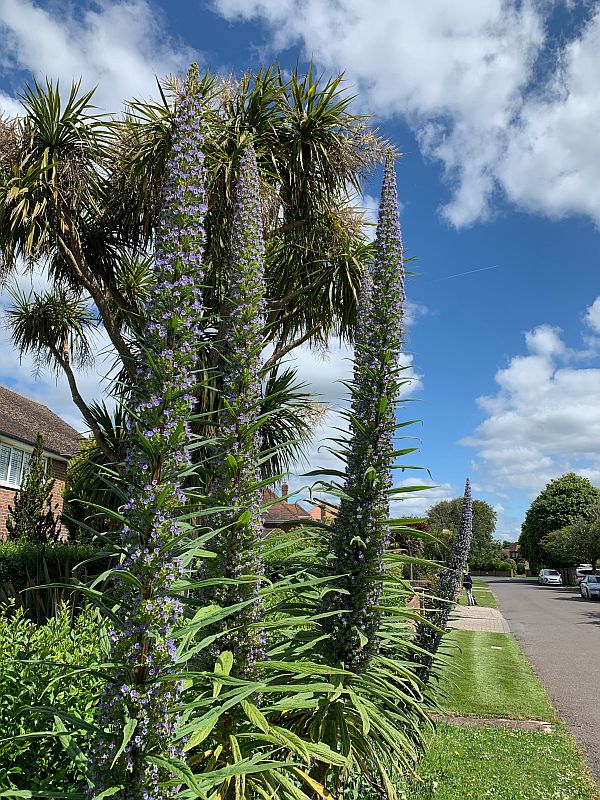 Giant Viper's Bugloss in East Preston.