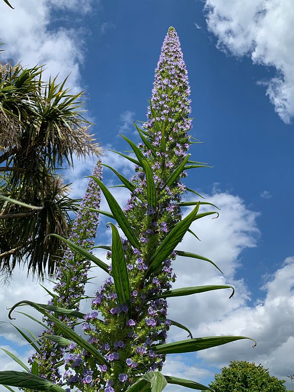 Giant Viper's Bugloss in East Preston.