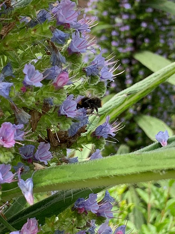 Giant Viper's Bugloss in East Preston.