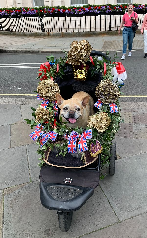 Small dog in a pram highly decorated for the Queen's Platinum Jubilee