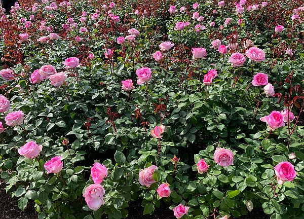 Queen Mary's Rose Garden, Regent's Park.