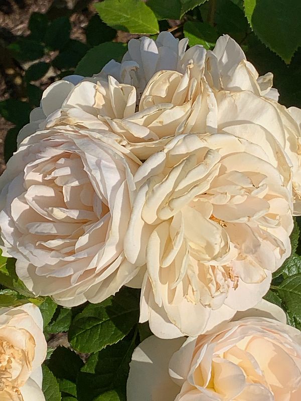 Queen Mary's Rose Garden, Regent's Park.