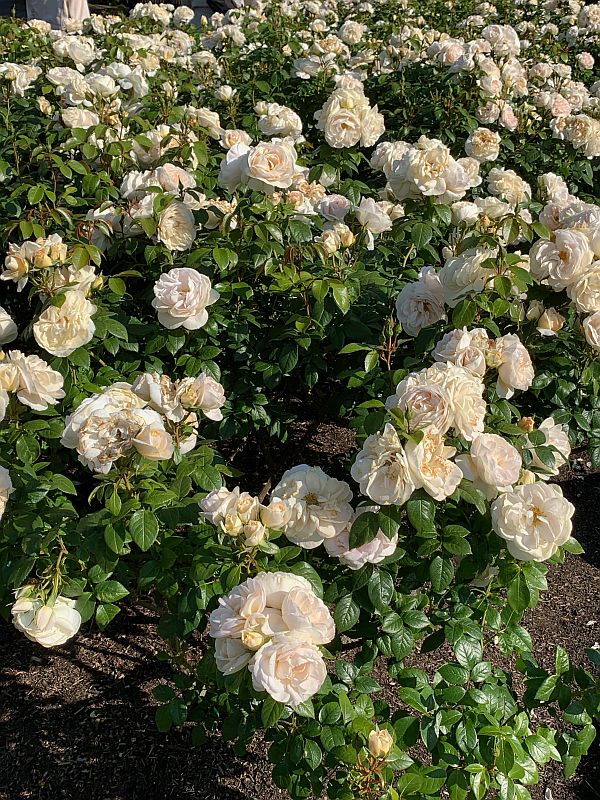 Queen Mary's Rose Garden, Regent's Park.