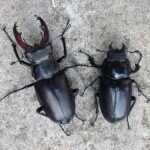 Male and female Stag Beetles.