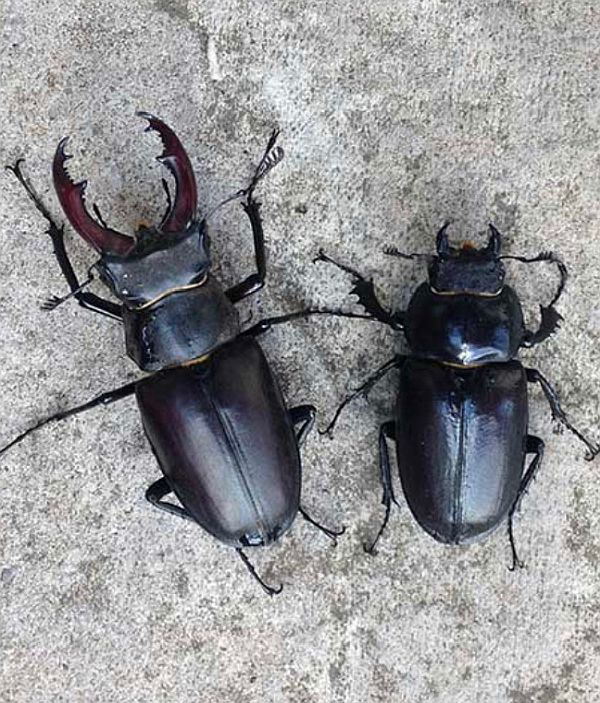 Male and female Stag Beetles.