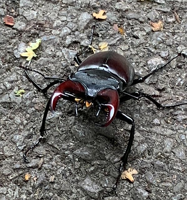 Male Stag Beetle.