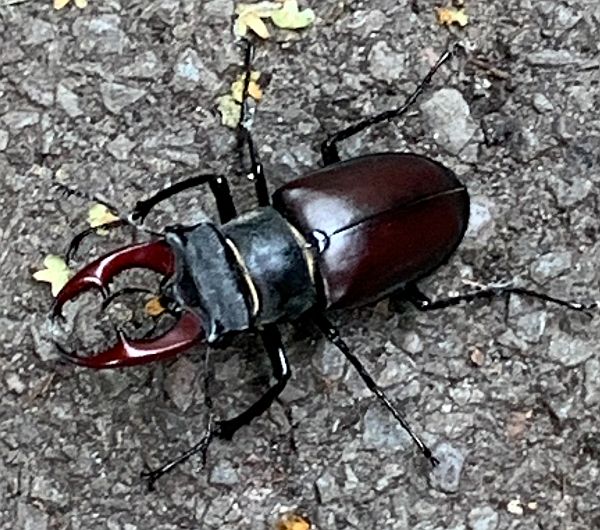 Male Stag Beetle.