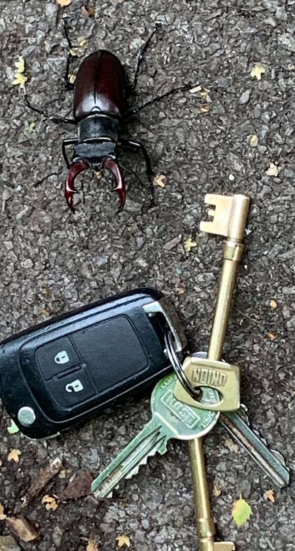 Male Stag Beetle alongside Bobby's house key as a size comparison.