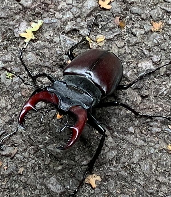 Male Stag Beetle.