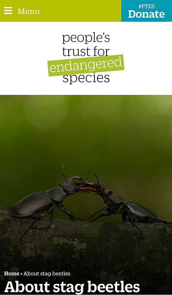 The People’s Trust for Endangered Species website entry for stag beetles.