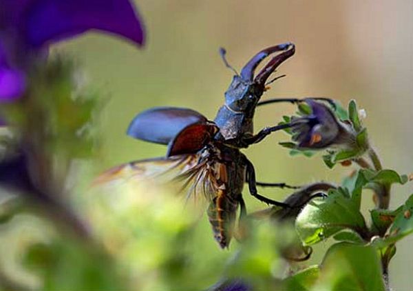 Male Stag Beetle flying.