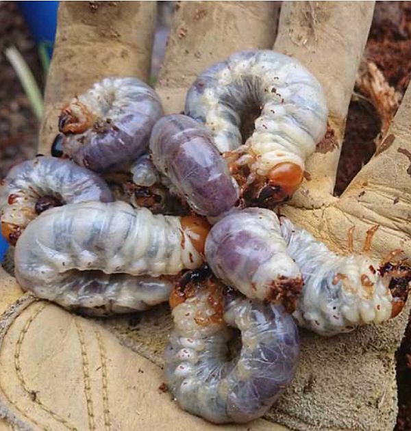Larvae of Stag Beetles.
