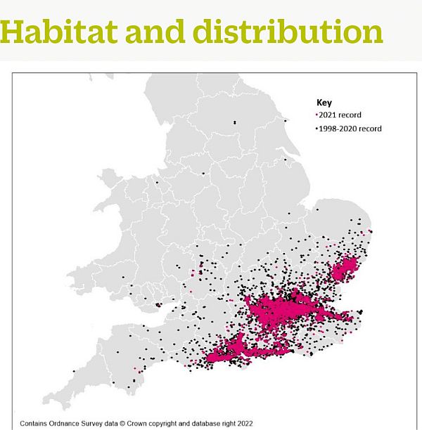 Map of the habitat and distribution of Stag Beetles, showing mainly based in the South East of England, predominently in London and along the coast between Weymouth and Brighton.