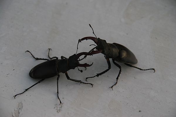 Two male Stag Beetles fighting.