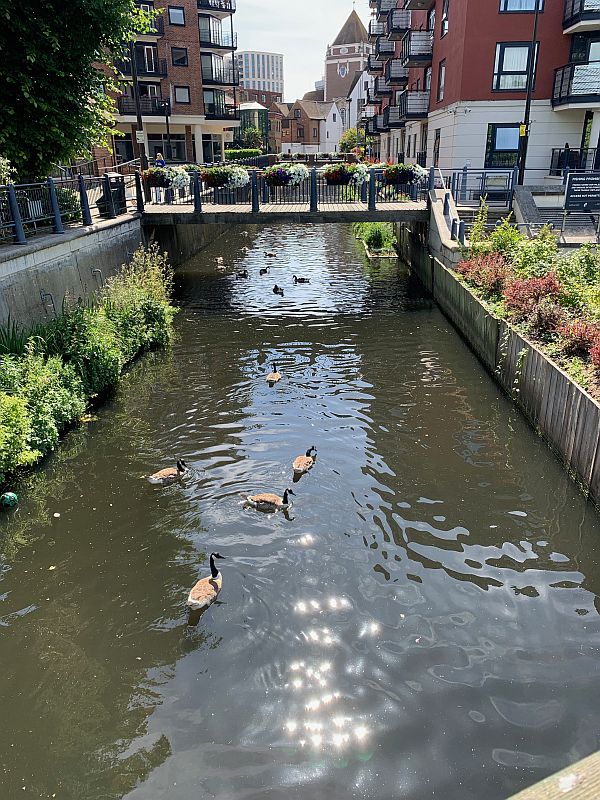 Canada Geese on Hogsmill River, in a man-made channel through Kingston.