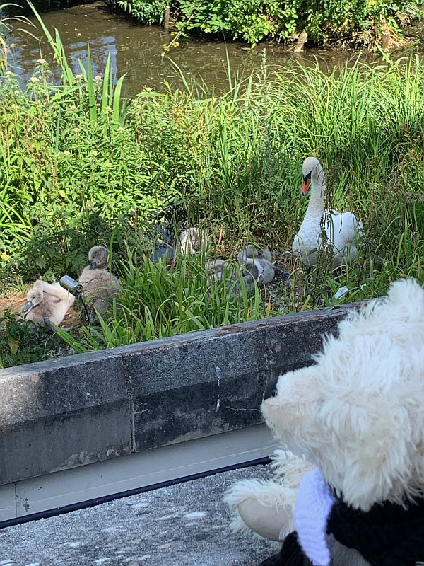 Trevor looking at six cygnets.