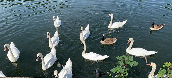 Swans and a couple of Canada Geese on the Thames.