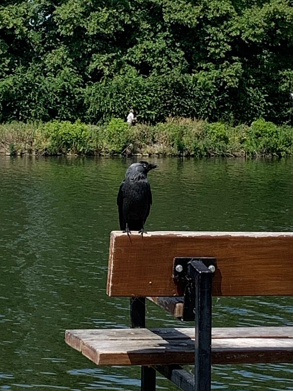 Jackdaw sat expectantly on a bench by the Thames.