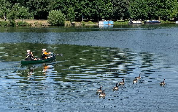 A rowing boat on the Thames with two older people in it alongside some Canada Geese with some boats moored on the opposite bank.