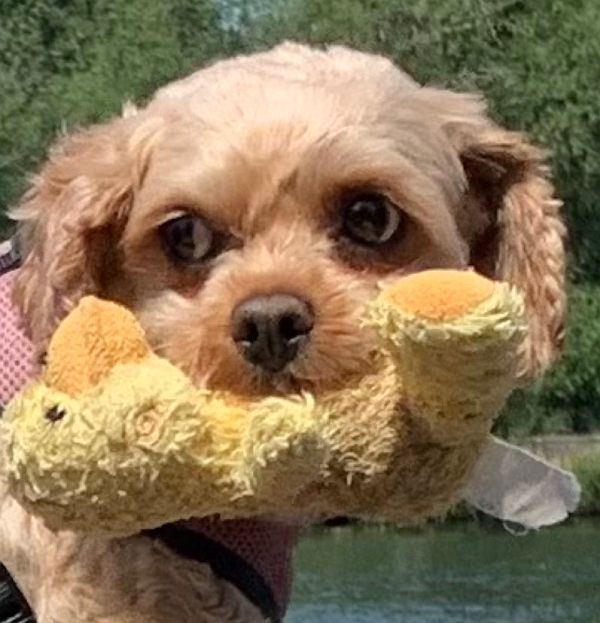 The stuffed toy in the dog's mouth.