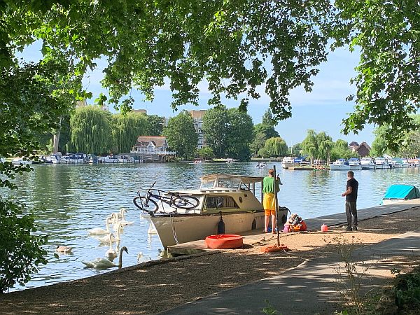 A serene view of the Thames, with boats, Swans and Canada Geese.