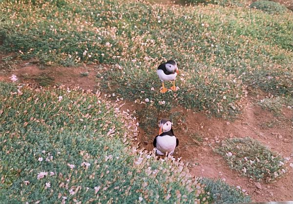 Puffins, Skomer. 1986.