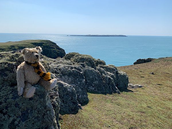 Bertie sat on a rock on Skomer.