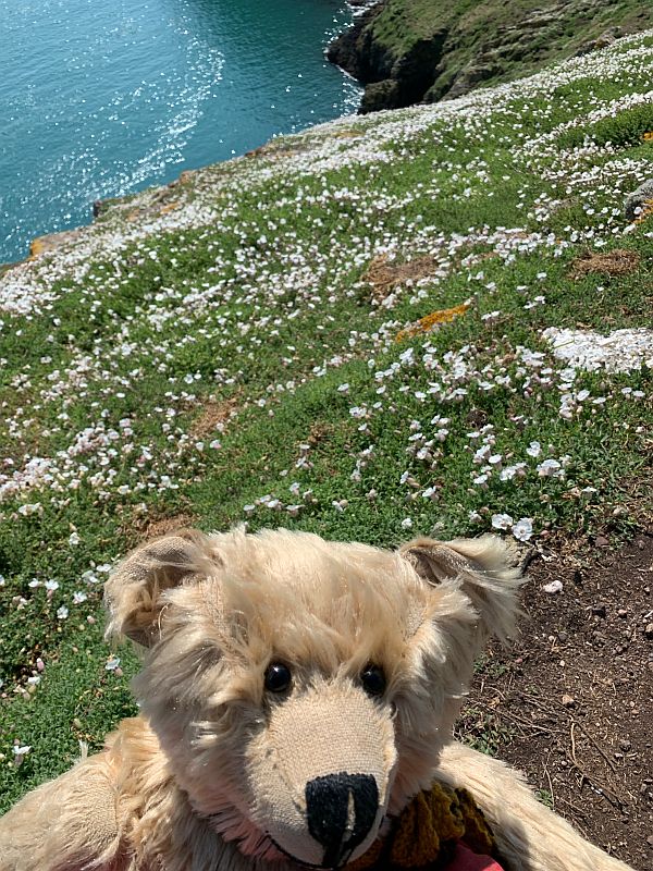 Bertie amongst the Sea Campion.