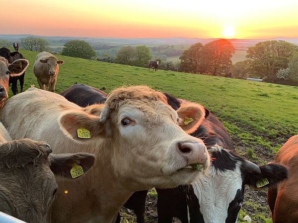 Cows at Fronrhydd Fach.