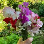 Hand holding a bunch of Sweet Peas