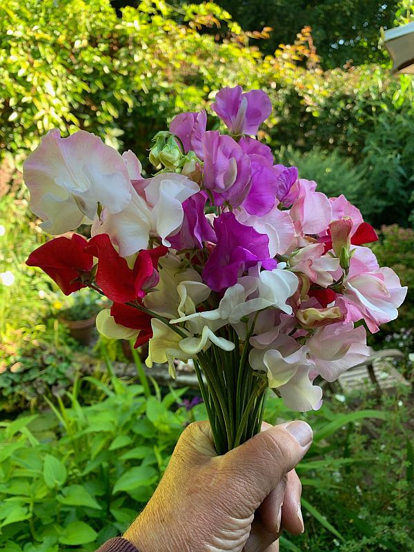 Hand holding a bunch of Sweet Peas