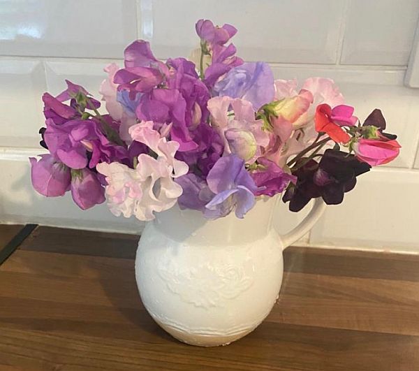 The Sweet Peas in a white jug vase.