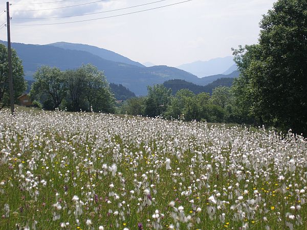 Cotton Grass.