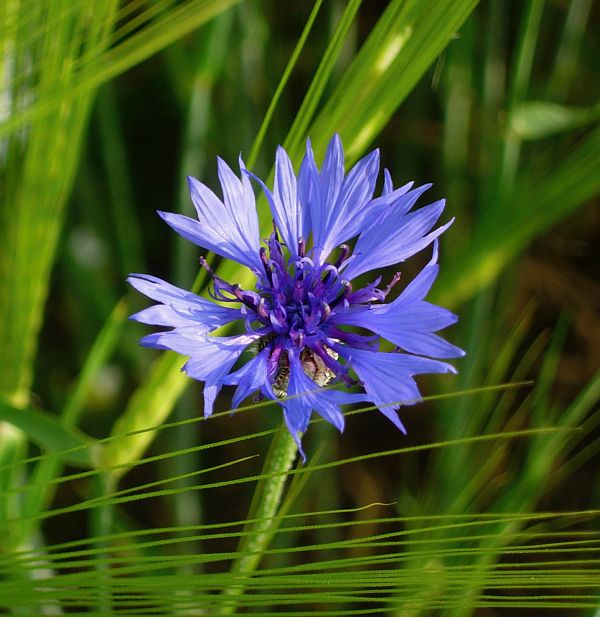 Cornflower amongst Barley.