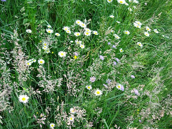 Cornflowers and Daisies amongst the Barley.