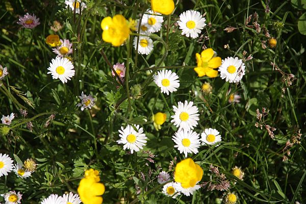 Daisies and Buttercups.