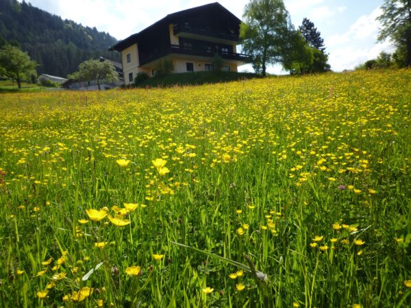Buttercups in a field with an Alpine Cottage in the background.
