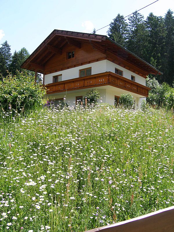 A field of Daisies with an Alpine Cottage in the background.