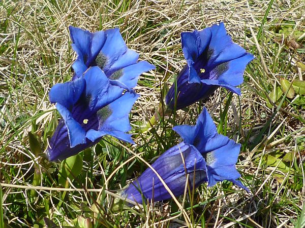Blue Gentians flowers.